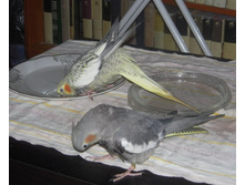 19.02.2009 15:53:35