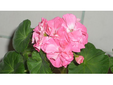 ���������� ���-��� ����� �� logri