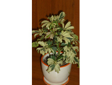 �������� ����