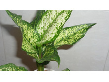 ���������  Anyamanee White 