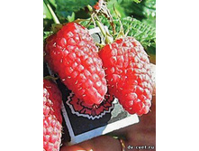 ������ ������ 200���..jpg