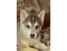 ����, ���� ������������.