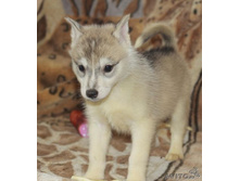 ������ 3