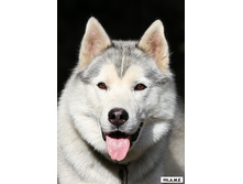 ��� ������. ������ ���� ������� �������.