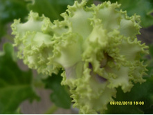 �������� ������� (�����)