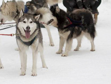 ���� ������. ���. 