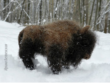 ���� ����