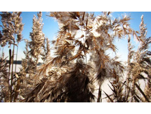 ����� ���� ;-)