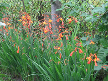 ���������� (���������), �������� 5 �.