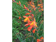 ���������� (���������)