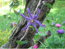 �������� \"����� �����\"