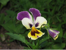 ������� ������