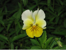 ������� ������