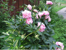 ���� ���� ������, �� 200 �.