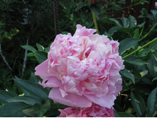 ���� \"���� ������\"