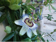 ����������� ��������