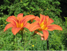 ��������, 50 �.