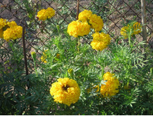 �������� (������� �������)