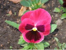 ������� ������