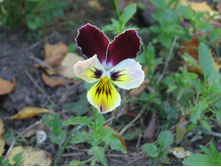 ������� ������