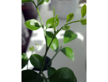 ����� � ��������.JPG