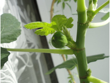 ����� ����������.JPG