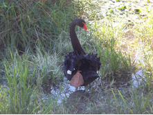 ��� ���, �����������, ������ �����.....