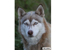 ������� ������ ���.