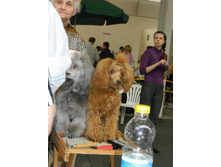 ����������� 213.jpg