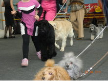 ����������� 239.jpg