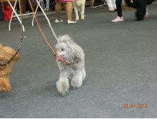 ����������� 241.jpg