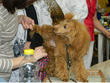 ����������� 245.jpg