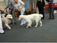 ����������� 265.jpg