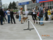 ����������� 305.jpg