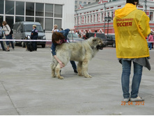 ����������� 311.jpg