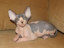 ��� �������