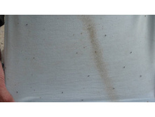 ������� �������)