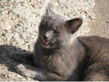 ������� ������