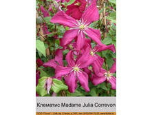 Madame_Julia_Correvon 92�.jpg