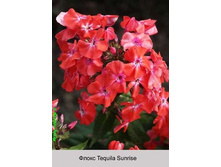 Tequila_Sunrise 68�.jpg