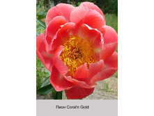 Coral_Gold 187�.jpg