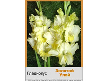 Zolotoy_Uley.jpg