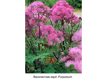 aquil_Purpureum 55�.jpg