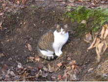 ����������� �����