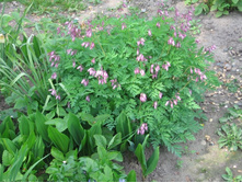 �������� Bountiful �������, �� 100 �.