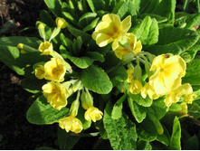 ������� ������, 30-50 �.