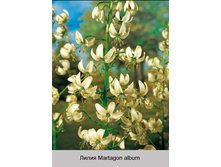 Martagon_album 258�.jpg