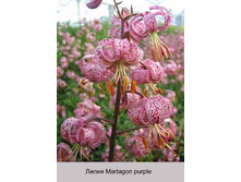 Martagon_purple 160�..jpg