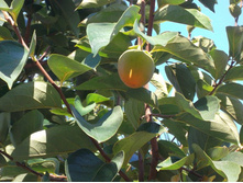 ����� ����������....