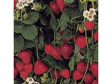 ��������� ������ 45���..jpg